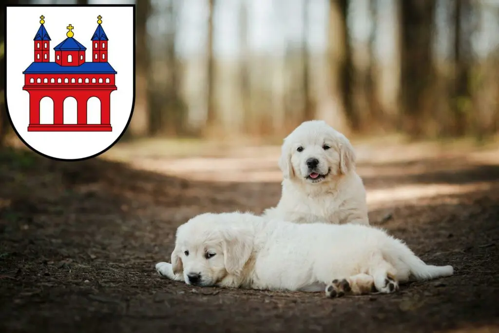 Golden Retriever Züchter mit Welpen Speyer, Rheinland-Pfalz