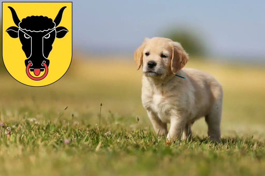 Golden Retriever Züchter mit Welpen Uri, Schweiz