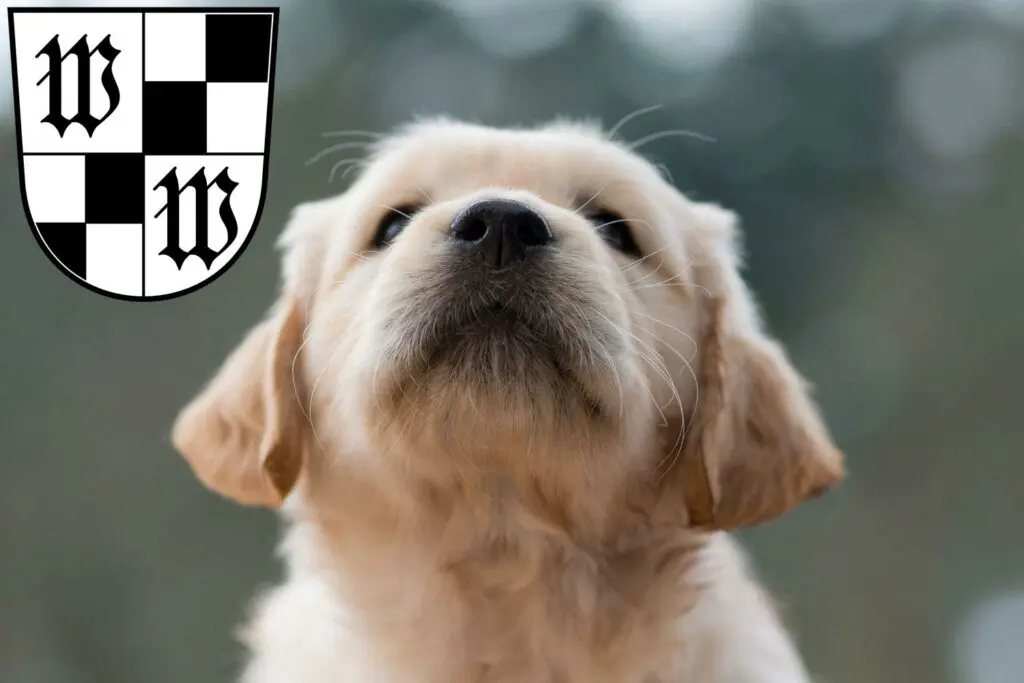 Golden Retriever Züchter mit Welpen Wunsiedel, Bayern