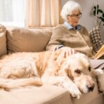 Ist ein Golden Retriever für Senioren geeignet?