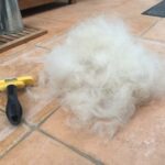 Hat ein Golden Retriever Unterwolle?