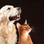 Verstehen sich Golden Retriever mit Katzen?