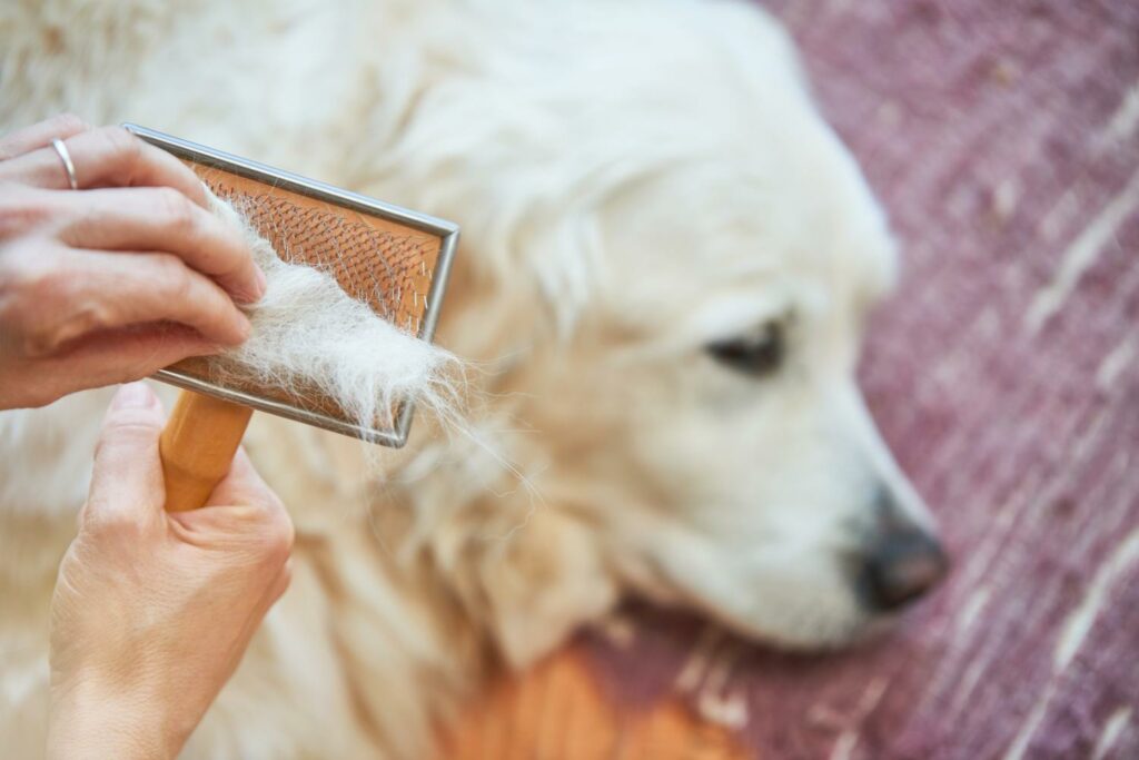 Wann haaren Golden Retriever besonders viel?