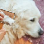 Wann haaren Golden Retriever besonders viel?