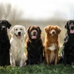 Welcher Hund passt am besten zum Golden Retriever?