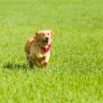 Wie viel Bewegung braucht ein Golden Retriever?