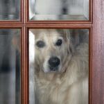 Bellen Golden Retriever viel?