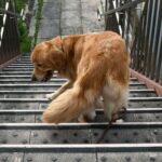 Dürfen Golden Retriever Treppen laufen?