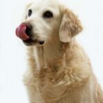 Richtiges Futter Golden Retriever?