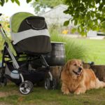 Wie kann ich einen Golden Retriever an unser Baby gewöhnen?