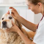Golden Retriever Auge tränt - Was tun?
