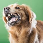 Golden Retriever beißt - Was tun?
