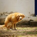 Golden Retriever hat Durchfall - Was tun?