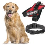 Was ist besser für einen Golden Retriever - Geschirr oder Halsband?