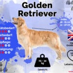 Steckbrief Golden Retriever