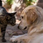 Wie kann ich meinen Golden Retriever an eine Katze gewöhnen?