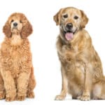 Golden Retriever oder Pudel kaufen?