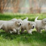 Worauf muss ich achten wenn ich einen Golden Retriever ohne Papiere kaufe?