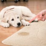 Wie lange dauert es bis ein Golden Retriever stubenrein ist?