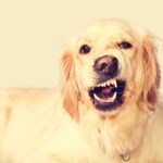 Sind Golden Retriever aggressiv?