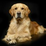 Sind Golden Retriever klug?