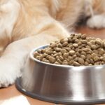 Welches Trockenfutter ist am besten für Golden Retriever?
