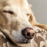 Wann werden Golden Retriever ruhiger?