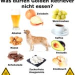 Was darf ein Golden Retriever nicht essen?