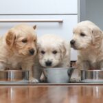 Welches Trockenfutter für Golden Retriever Welpen?