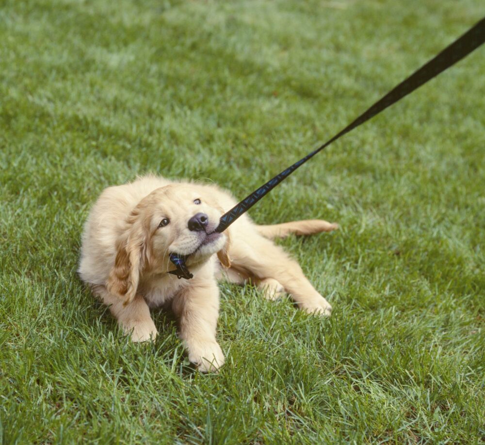 Wie lange darf ich mit meinem Golden Retriever Welpen spazieren gehen? GoldenR.de
