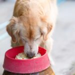 Wie viel muss ein Golden Retriever essen?