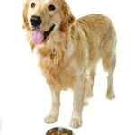Wie oft soll ich einen Golden Retriever füttern?