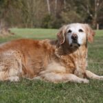 Wie schwer wird ein Golden Retriever?
