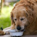 Wie viel darf ein Golden Retriever essen?