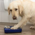 Wie viel sollte ein Golden Retriever wiegen?