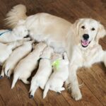 Wie viele Welpen bekommt ein Golden Retriever?
