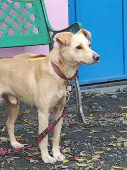 Enno - 3 Jahre alter Mix-Bube, 43 cm - gutmütig, ruhig und lieb (mit Video-Link)