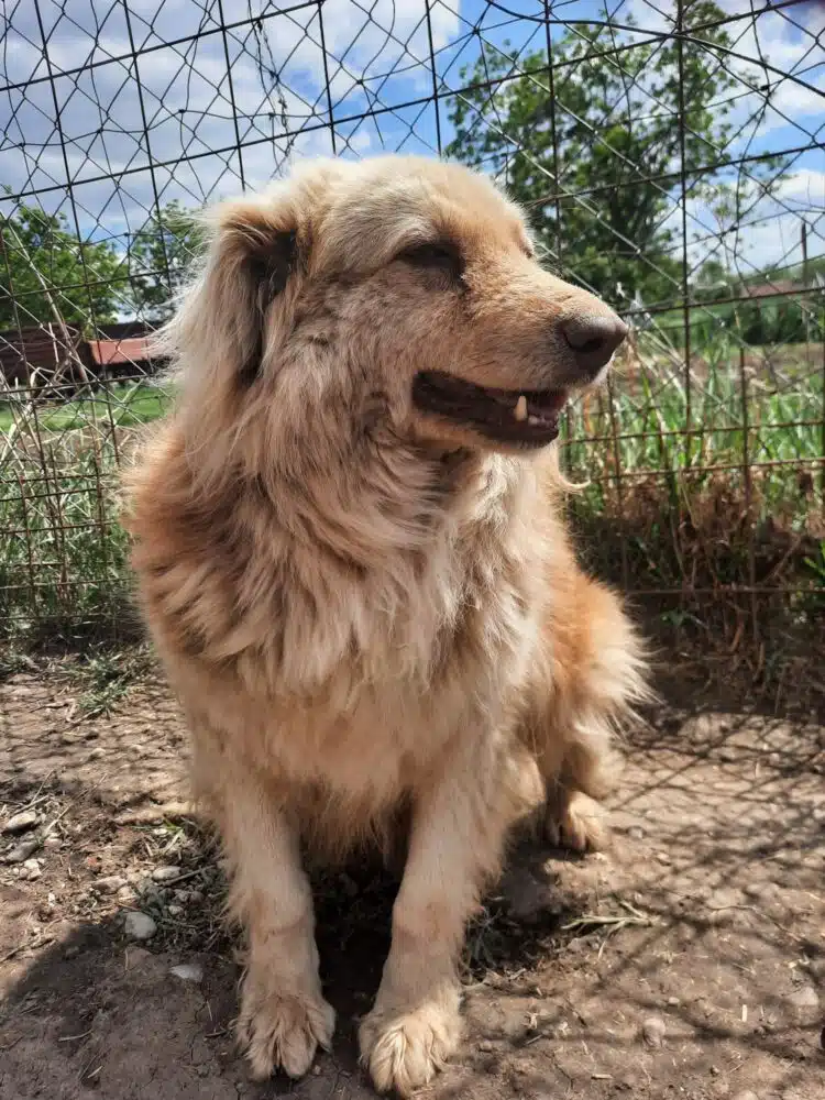 Golden Retriever Erziehung und Training GoldenR.de