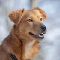 Themba - „lebhafter Quirl“