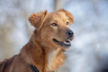 Themba - „lebhafter Quirl“