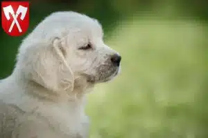 Mehr über den Artikel erfahren Golden Retriever Züchter und Welpen in Biel