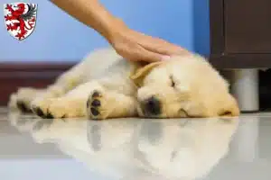 Mehr über den Artikel erfahren Golden Retriever Züchter und Welpen in Gießen