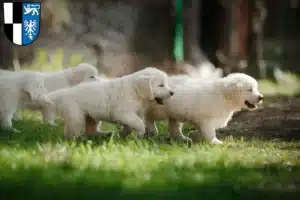 Mehr über den Artikel erfahren Golden Retriever Züchter und Welpen in Kulmbach