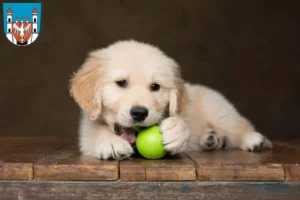Mehr über den Artikel erfahren Golden Retriever Züchter und Welpen in Neuruppin