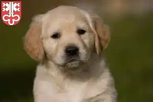 Mehr über den Artikel erfahren Golden Retriever Züchter und Welpen in Nidwalden