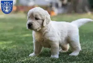 Mehr über den Artikel erfahren Golden Retriever Züchter und Welpen in Offenbach am Main
