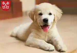 Mehr über den Artikel erfahren Golden Retriever Züchter und Welpen in Regensburg