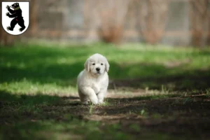 Mehr über den Artikel erfahren Golden Retriever Züchter und Welpen in St. Gallen