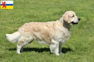 Mehr über den Artikel erfahren Golden Retriever Züchter und Welpen in Limburg