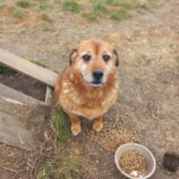 TEDI
